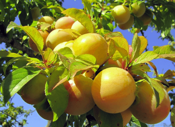 ciruela de miel