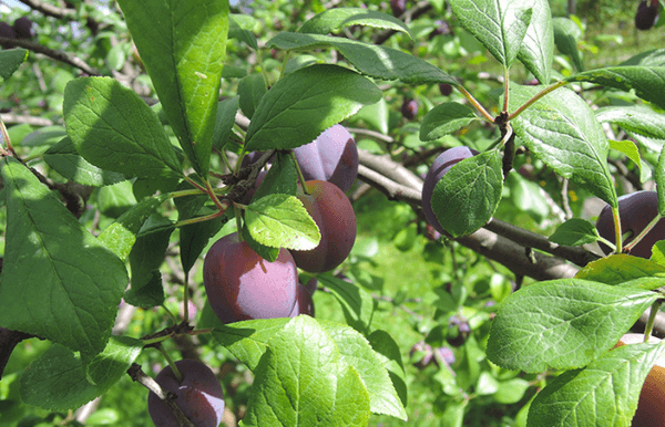 plum tree