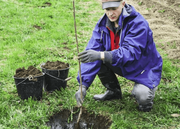 plantation de prune