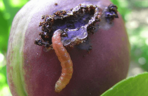 plum pest