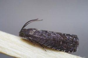 How to get rid of the plum moth and how to treat it to fight