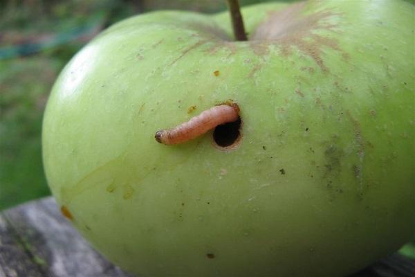 gusano en manzana