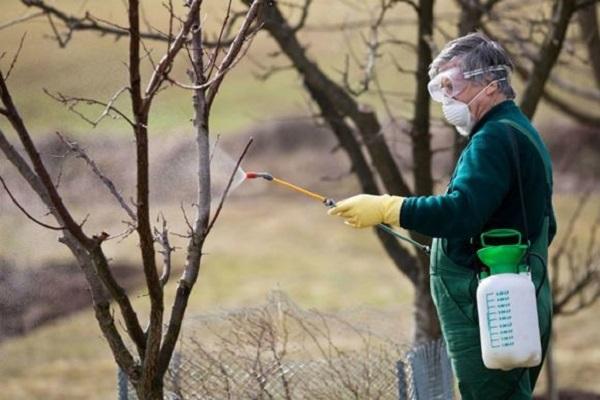 spray a tree