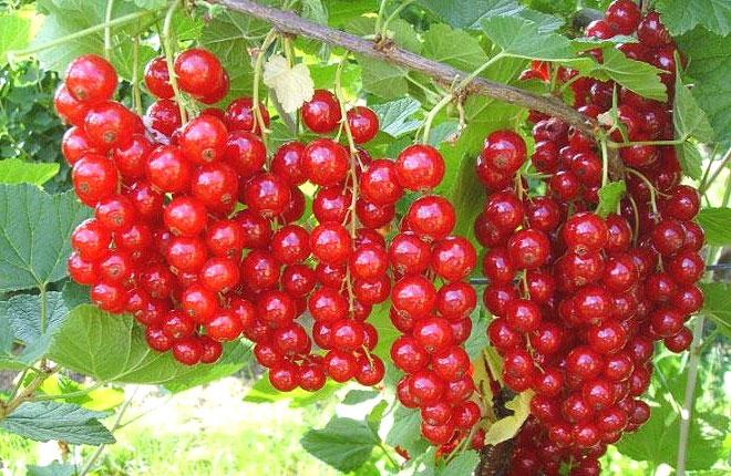 Ribes rojo