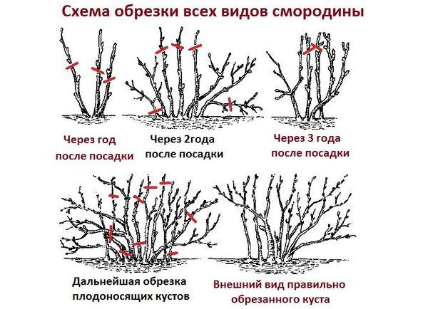 plant formation