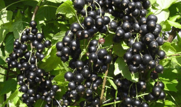 currant Sudarushka