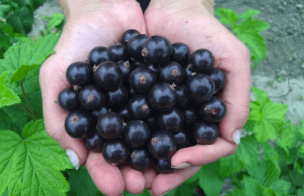 currants on the palms