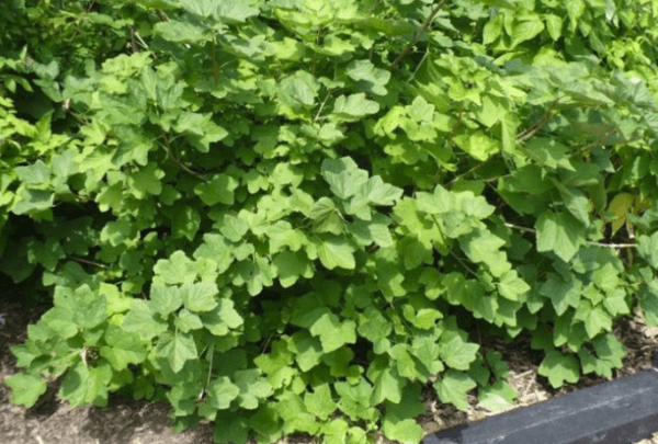 currant bush