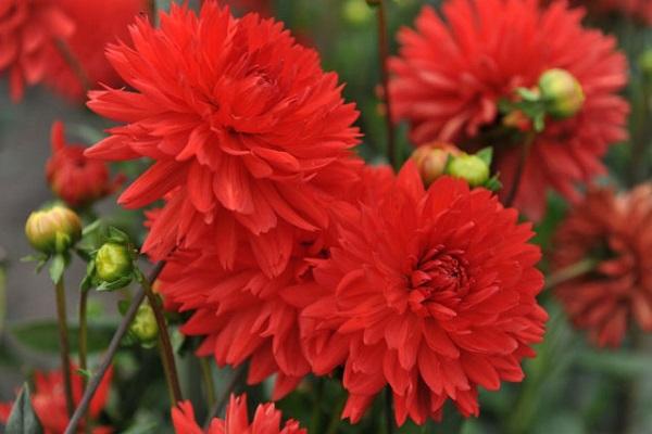 flores de aguja