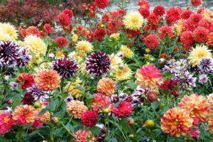 International classification of varieties of dahlia description and characteristics of species