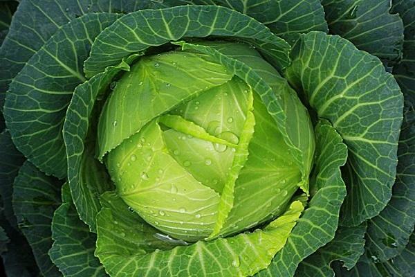 dew on cabbage