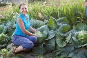 The best cabbage varieties for 2020 with a description and selection by growing region