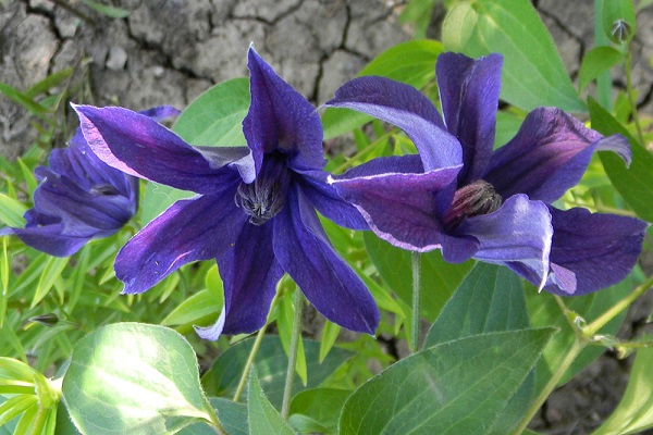 Clematis integifolia