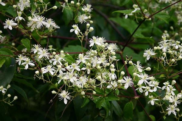  strewn with buds