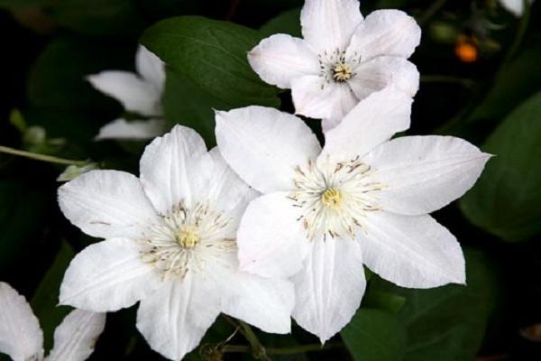 coloración de los sépalos