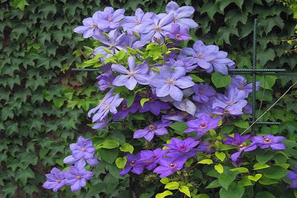 flowers on shoots