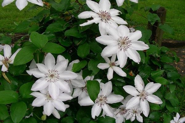 Clematis leviää