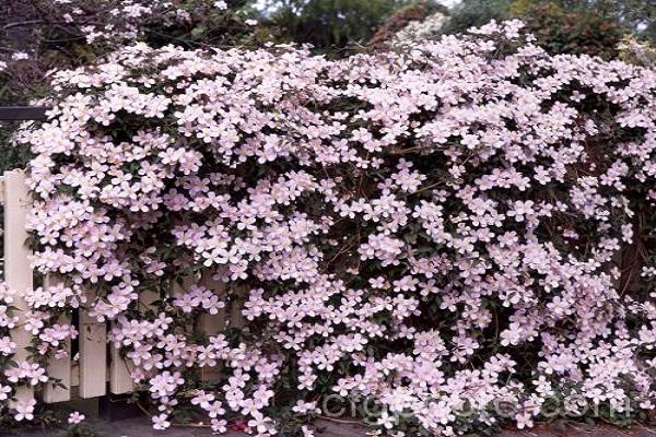 pink fence