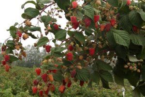 Description des variétés de framboises rouges, les meilleures espèces à gros fruits et remontantes