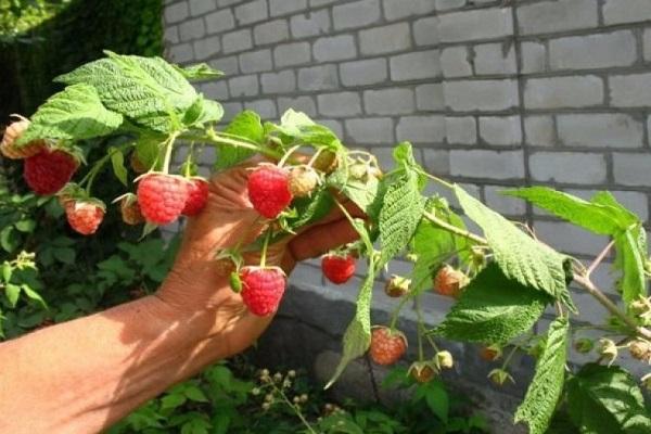 branch in hand