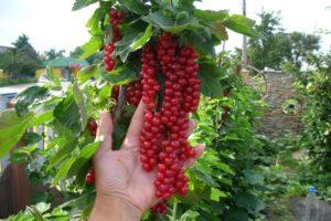 TOP 50 best varieties of red currant with description and characteristics