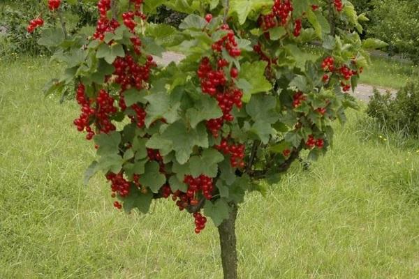 currant tree