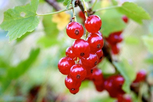 TOP 50 des meilleures variétés de groseille rouge avec description et caractéristiques