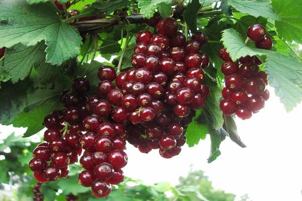 cherry viksne