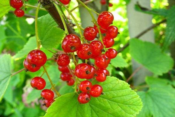 fruits from the bush