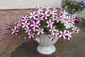 Description and characteristics of ampelous petunia varieties, cultivation and care