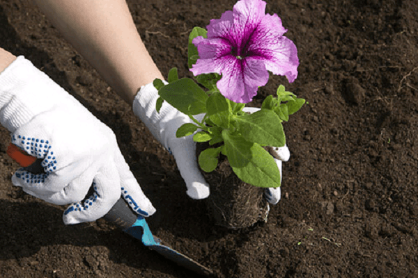 plantando flores