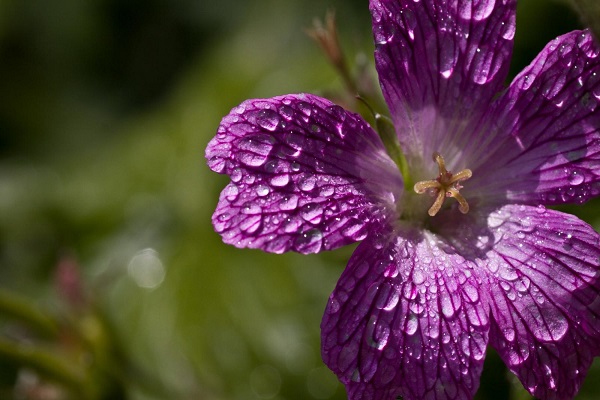 gouttes de pluie