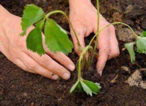 The best strawberry varieties and planting dates in the fall in the Middle Strip, diseases and treatment