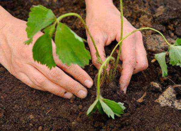 plantation de fraises