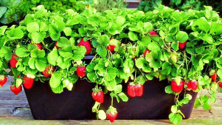 growing strawberries