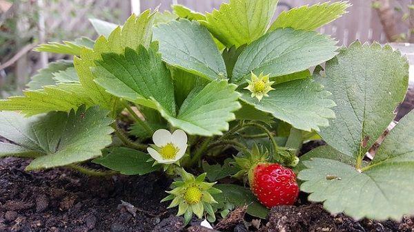 preservation of strawberries