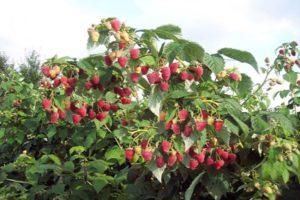 Description de la variété de framboises Tarusa et caractéristiques, culture et entretien