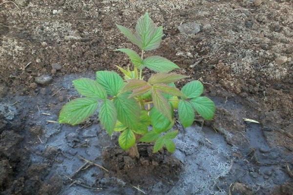 watering the seedling