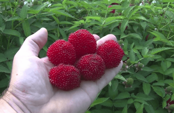 red raspberry