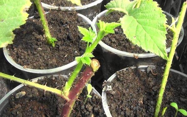 Raspberry sprouts