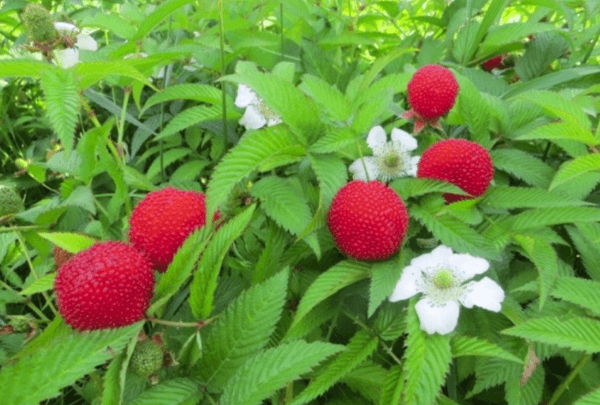 frambuesas en el campo