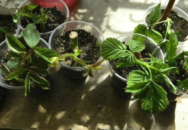 boutures de framboises