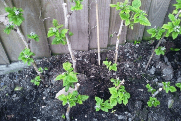 Plantación y cuidado de frambuesas tibetanas, métodos de cultivo y reproducción.