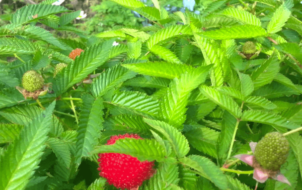 chinese raspberry