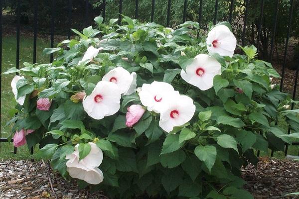 white buds