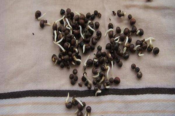 hibiscus seeds