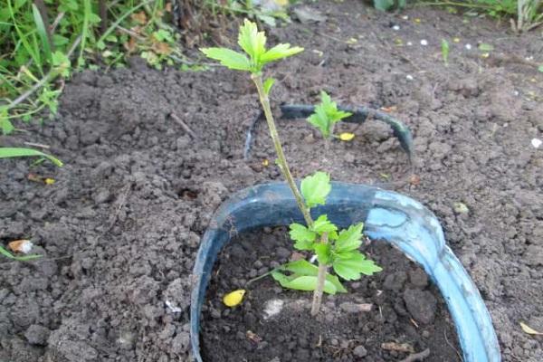 planting a cutting