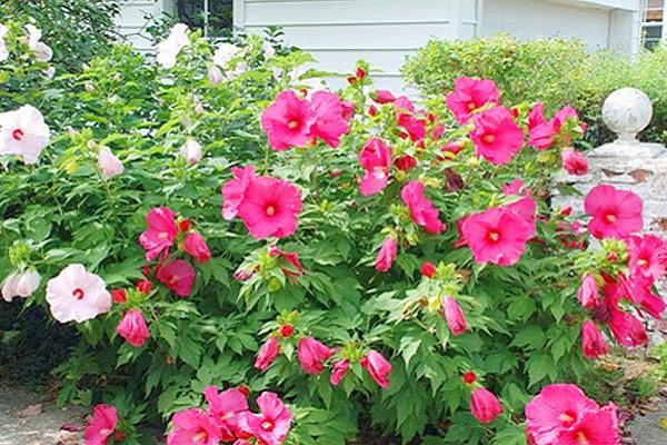 hibiscus blooms