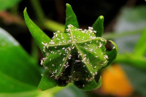 whitefly on a bud