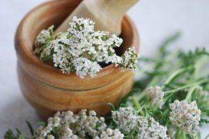 Useful properties and contraindications to the use of yarrow